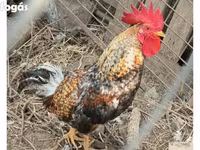 Chickens — foto 1