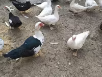 Ducks — fotografija 1