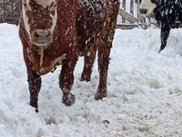 Býk, Simmental cattle — foto 1