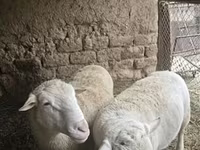 ვერძი, Dorper sheep — ფოტო 3