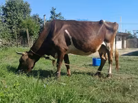 Vacă, Simmental cattle — foto 1