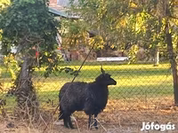 Ovelha, Racka sheep — foto 1
