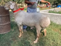 Koç, Arashan sheep — foto 1
