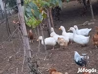 Ducks — fotografija 3