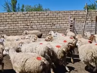 암양, 양 — 사진 7