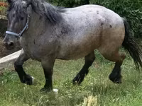 Kobyła, Hungarian horse breed — zdjęcie 3