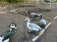 Turkeys — zdjęcie 3