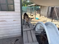ወንድ ፍየል, Goats — ፎቶ 6