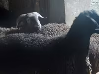 ஆண் ஆடு, ஆடுகள் — புகைப்படம் 4
