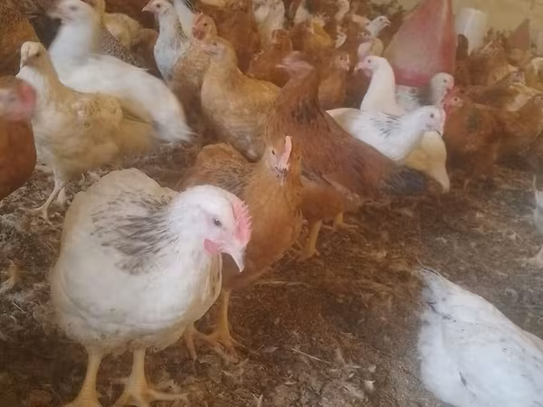Chickens