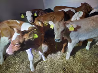 گاو نر, Simmental cattle — عکس 2