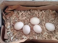 Chickens — sawirka 3