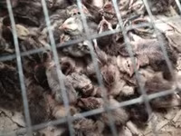 Quails — foto 6