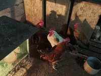 Chickens — 사진 3