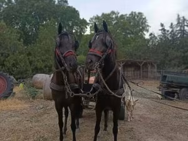 Iapă, Akhal-Teke