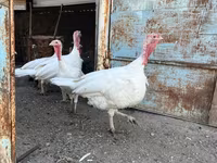Turkeys — foto 3