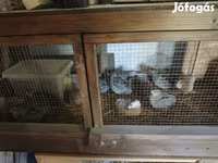 Quails — foto 1