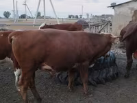 Býk, Simmental cattle — foto 3