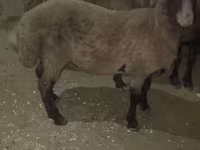 Baran, Owce — zdjęcie 1