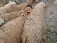 Pecore (lotto, sesso non specificato), Pecore — foto 2
