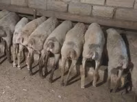 Ido, Sheep — sawirka 3