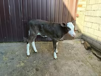 Krava, Simmental cattle — foto 1