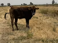 วัวตัวเมีย, Swiss cattle — รูปภาพ 2