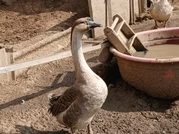 Geese