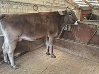 Ng'ombe jike, Swiss cattle — picha 7