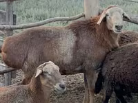 كبش, Edilbay sheep — الصورة 3