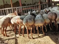 Ram, Sheep — photo 4