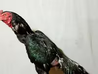 Chickens — foto 1