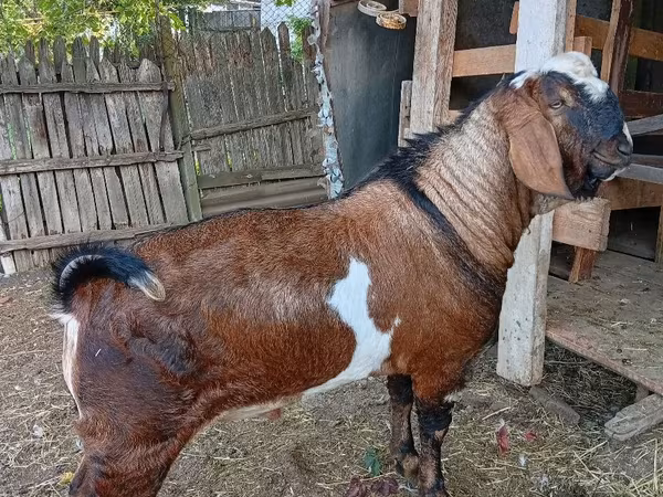 Bak, Nubian Goat
