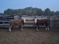 Bulle, Simmental cattle — Foto 5