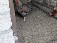 Chickens — foto 6