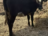 گاو ماده, Swiss cattle — عکس 3