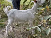 بز نر, Saanen goat — عکس 6