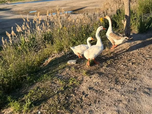 Geese