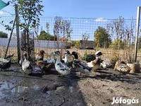 krestasta — fotografija 2