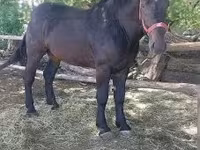 公马, Horses — 照片 1