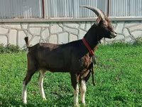 암염소, Toggenburg goat — 사진 3