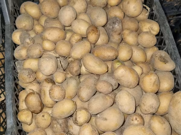 Картофель