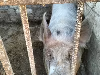 Cinghiale, Maiali — foto 2