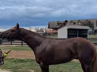 Cavallo, Quarter Horse — foto 4