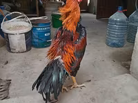 Chickens — լուսանկար 4