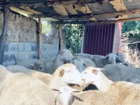 Vædder, Merinoland sheep — foto 4