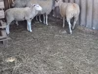 قوچ, گوسفند — عکس 3