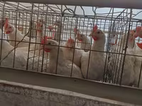 Chickens — عکس 2