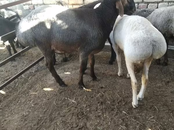 公羊, Sheep