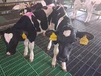 Býk, Simmental cattle — foto 3